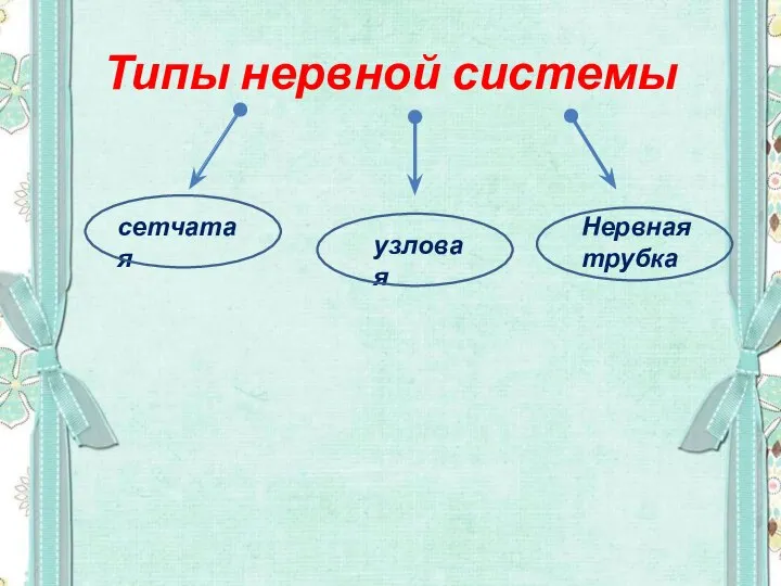 Типы нервной системы сетчатая узловая Нервная трубка