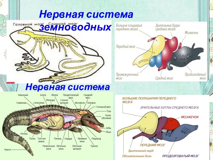 Нервная система земноводных Нервная система пресмыкающихся