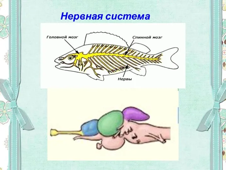 Нервная система рыб