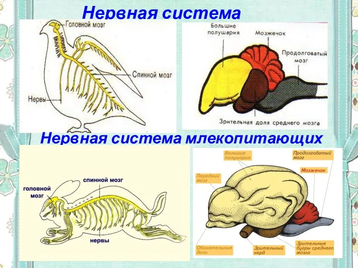 Нервная система птиц Нервная система млекопитающих