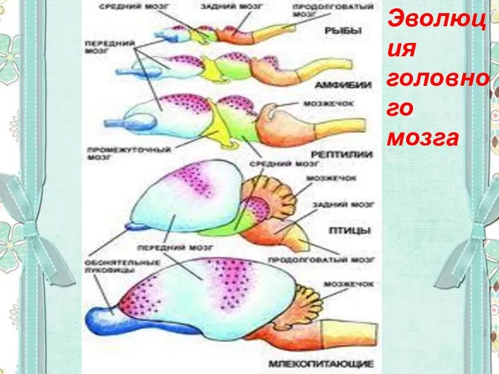 Эволюция головного мозга