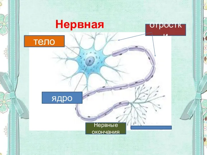 Нервная клетка тело Нервные окончания ядро отростки