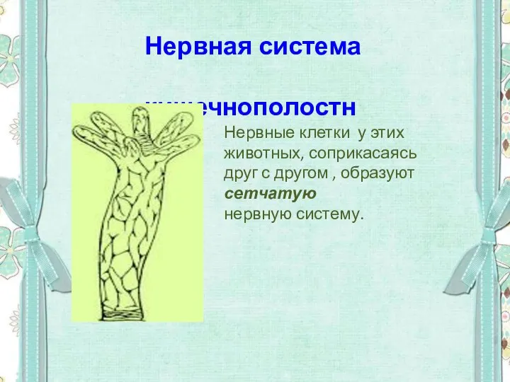 Нервная система кишечнополостных Нервные клетки у этих животных, соприкасаясь друг с другом