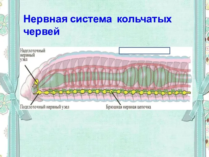 Нервная система кольчатых червей