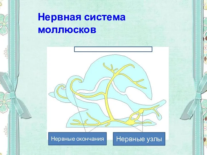 Нервные окончания Нервные узлы Нервная система моллюсков