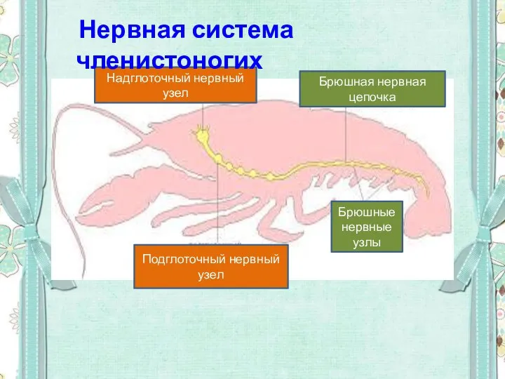 Надглоточный нервный узел Брюшная нервная цепочка Брюшные нервные узлы Подглоточный нервный узел Нервная система членистоногих