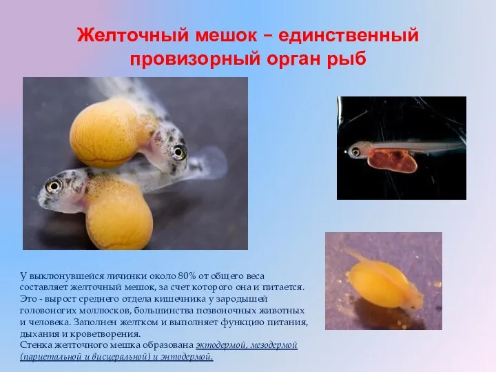 Желточный мешок – единственный провизорный орган рыб У выклюнувшейся личинки около 80%