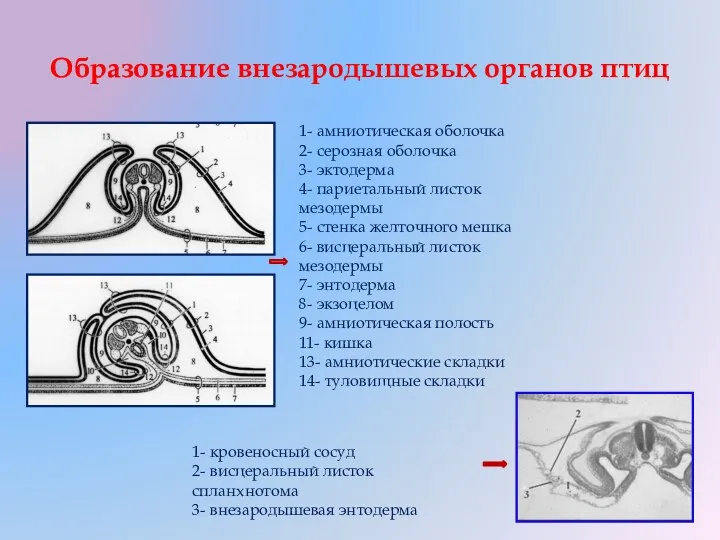 Образование внезародышевых органов птиц 1- амниотическая оболочка 2- серозная оболочка 3- эктодерма