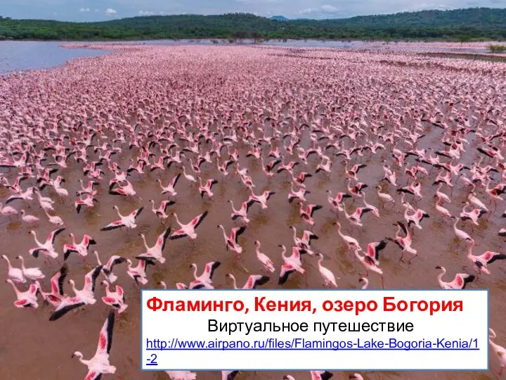 Фламинго, Кения, озеро Богория Виртуальное путешествие http://www.airpano.ru/files/Flamingos-Lake-Bogoria-Kenia/1-2