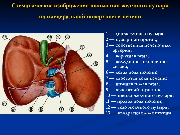 Схематическое изображение положения желчного пузыря на висцеральной поверхности печени 1 — дно