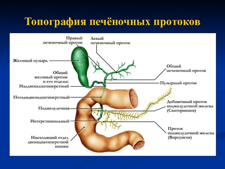 Топография печёночных протоков