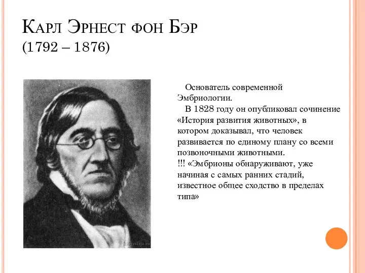 Карл Эрнест фон Бэр (1792 – 1876) Основатель современной Эмбриологии. В 1828