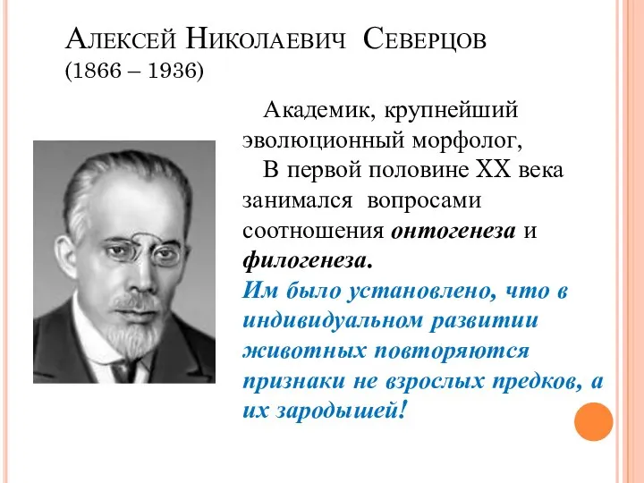 Алексей Николаевич Северцов (1866 – 1936) Академик, крупнейший эволюционный морфолог, В первой