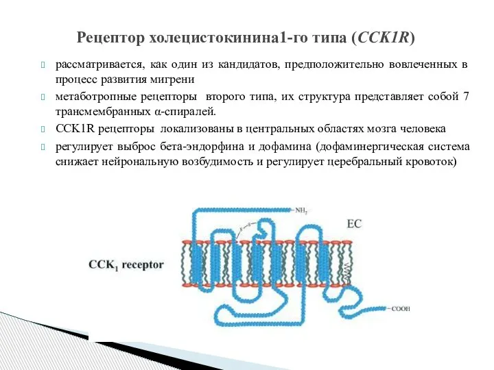 рассматривается, как один из кандидатов, предположительно вовлеченных в процесс развития мигрени метаботропные