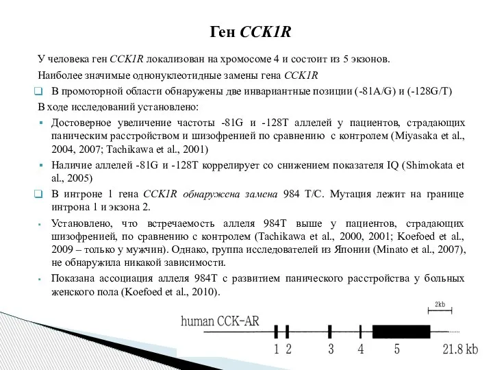 У человека ген CCK1R локализован на хромосоме 4 и состоит из 5