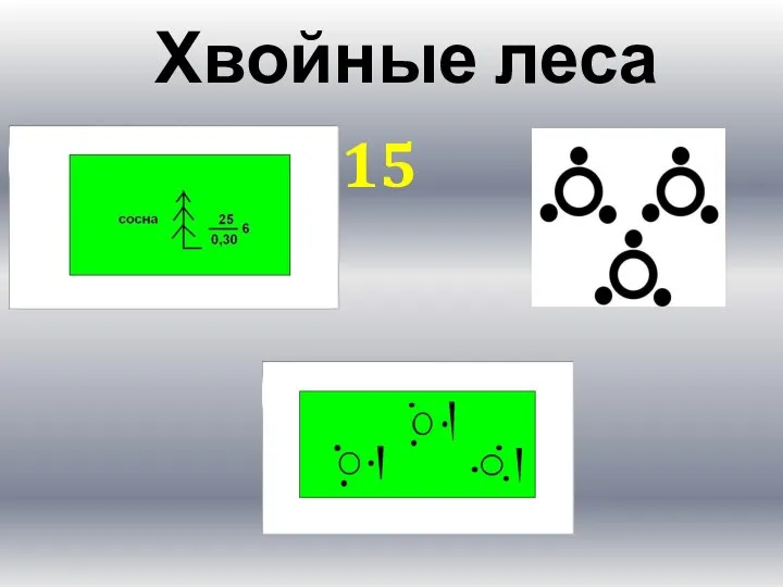 Хвойные леса 15