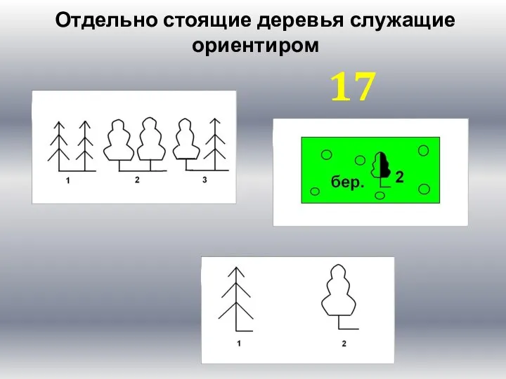 Отдельно стоящие деревья служащие ориентиром 17