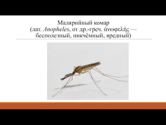 Малярийный комар (лат. Anopheles, от др.-греч. ἀνωφελής — бесполезный, никчёмный, вредный)