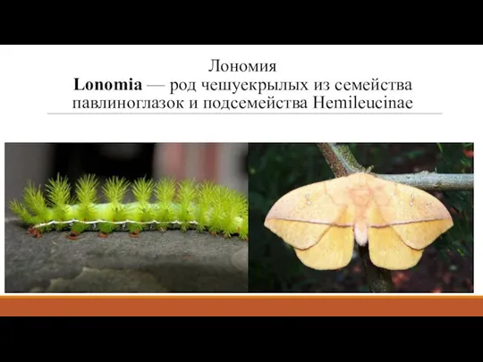 Лономия Lonomia — род чешуекрылых из семейства павлиноглазок и подсемейства Hemileucinae