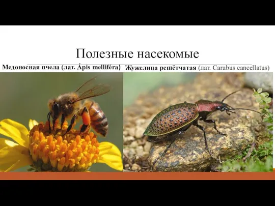 Полезные насекомые Медоносная пчела (лат. Ápis melliféra) Жужелица решётчатая (лат. Carabus cancellatus)