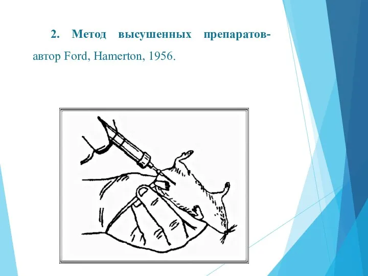 2. Метод высушенных препаратов- автор Ford, Hamerton, 1956.