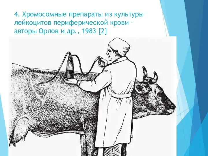 4. Хромосомные препараты из культуры лейкоцитов периферической крови – авторы Орлов и др., 1983 [2]