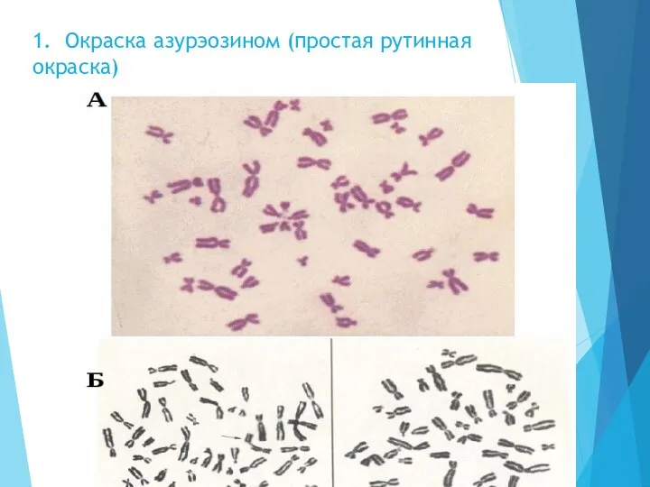 1. Окраска азурэозином (простая рутинная окраска)