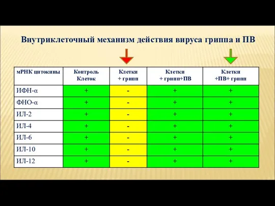 Внутриклеточный механизм действия вируса гриппа и ПВ