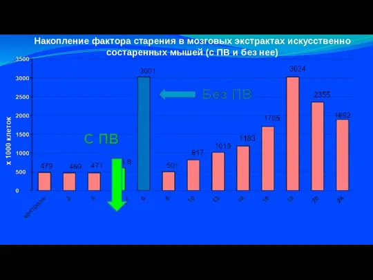 Накопление фактора старения в мозговых экстрактах искусственно состаренных мышей (с ПВ и без нее)