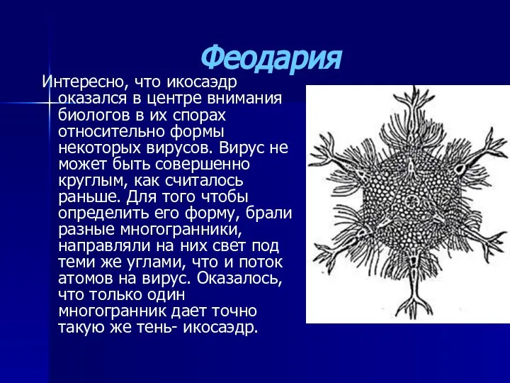 Феодария Интересно, что икосаэдр оказался в центре внимания биологов в их спорах