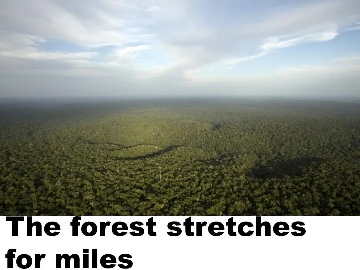 The forest stretches for miles