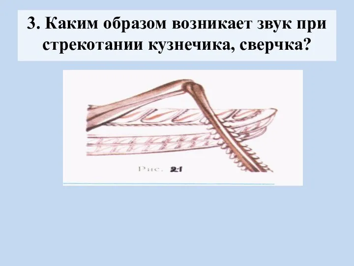 3. Каким образом возникает звук при стрекотании кузнечика, сверчка?