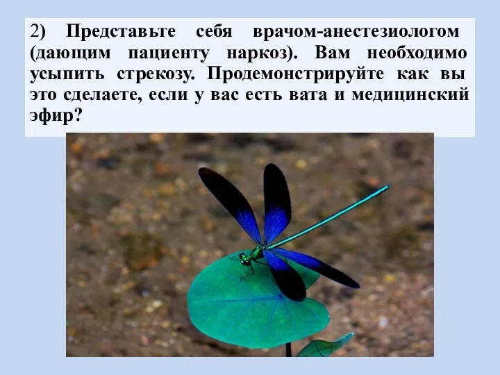 2) Представьте себя врачом-анестезиологом (дающим пациенту наркоз). Вам необходимо усыпить стрекозу. Продемонстрируйте