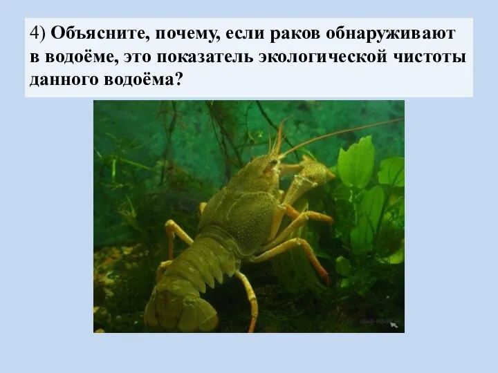 4) Объясните, почему, если раков обнаруживают в водоёме, это показатель экологической чистоты данного водоёма?