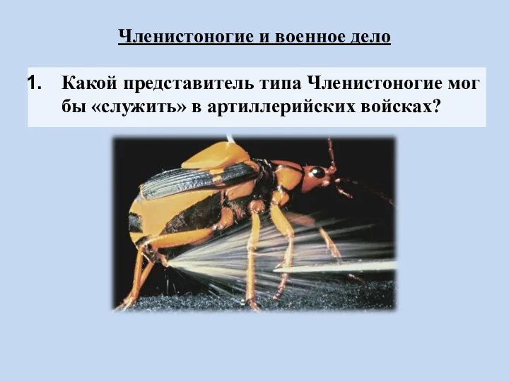 Членистоногие и военное дело Какой представитель типа Членистоногие мог бы «служить» в артиллерийских войсках?