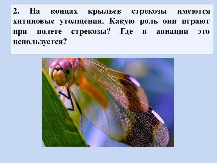 2. На концах крыльев стрекозы имеются хитиновые утолщения. Какую роль они играют