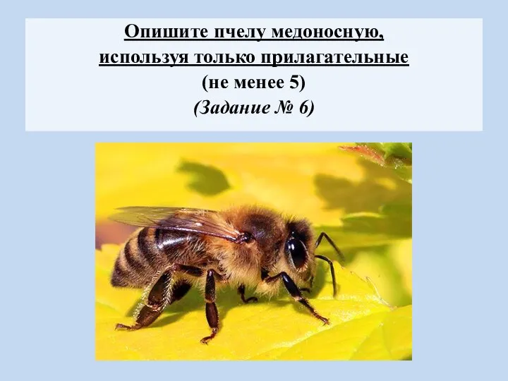 Опишите пчелу медоносную, используя только прилагательные (не менее 5) (Задание № 6)