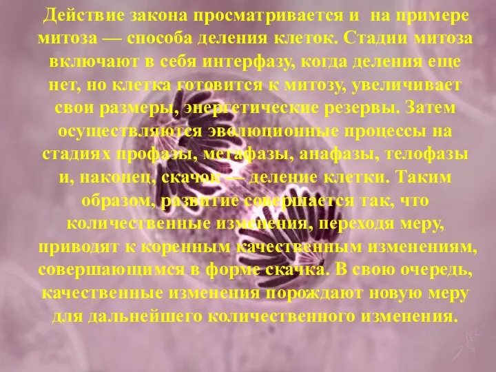 Действие закона просматривается и на примере митоза — способа деления клеток. Стадии