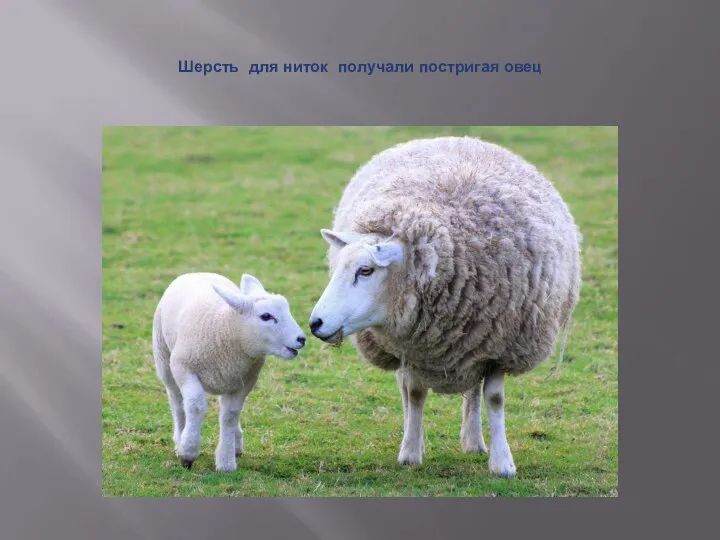 Шерсть для ниток получали постригая овец