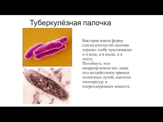 Бактерия имела форму слегка изогнутой палочки хорошо «себя чувствовала» и в воде,