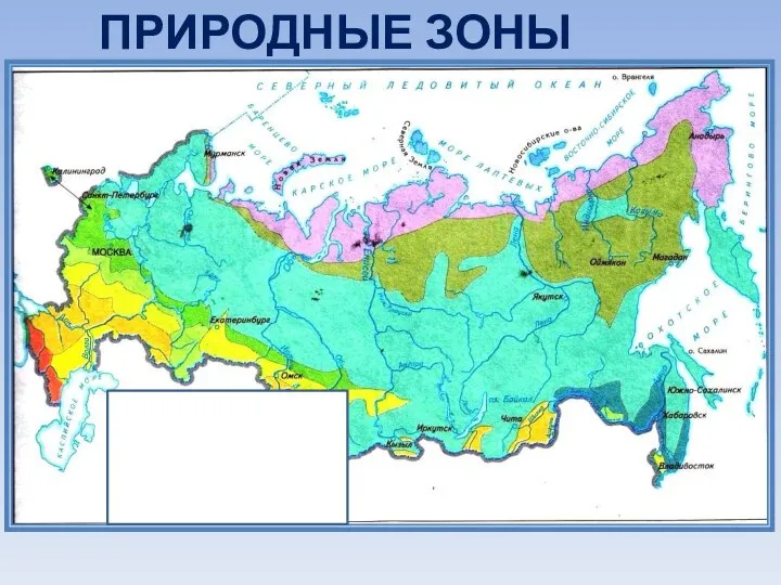 ПРИРОДНЫЕ ЗОНЫ РОССИИ