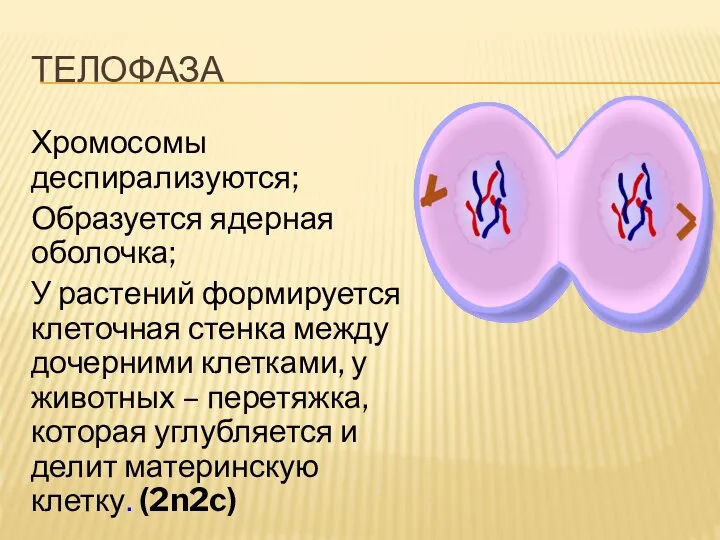 ТЕЛОФАЗА Хромосомы деспирализуются; Образуется ядерная оболочка; У растений формируется клеточная стенка между