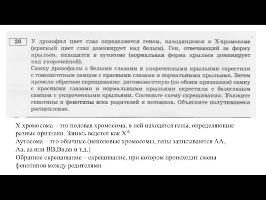 Х хромосома – это половая хромосома, в ней находятся гены, определяющие разные