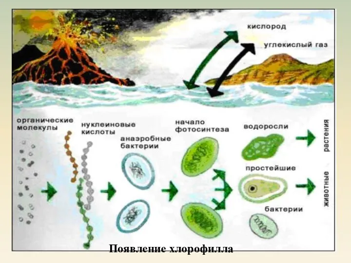 Появление хлорофилла