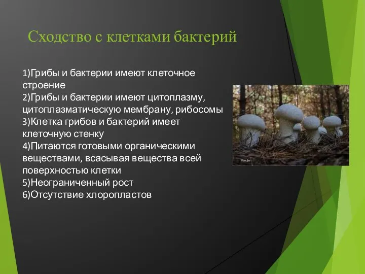 Сходство с клетками бактерий 1)Грибы и бактерии имеют клеточное строение 2)Грибы и