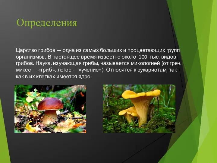 Царство грибов — одна из самых больших и процветающих групп организмов. В