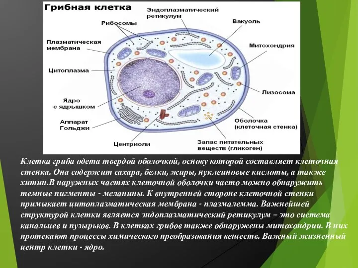 Клетка гриба одета твердой оболочкой, основу которой составляет клеточная стенка. Она содержит