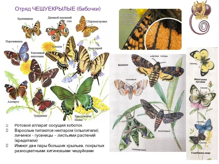 Отряд ЧЕШУЕКРЫЛЫЕ (бабочки) Ротовой аппарат сосущий хоботок Взрослые питаются нектаром (опылители), личинки