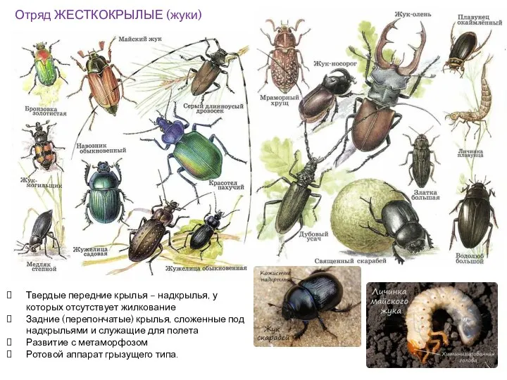 Отряд ЖЕСТКОКРЫЛЫЕ (жуки) Твердые передние крылья – надкрылья, у которых отсутствует жилкование