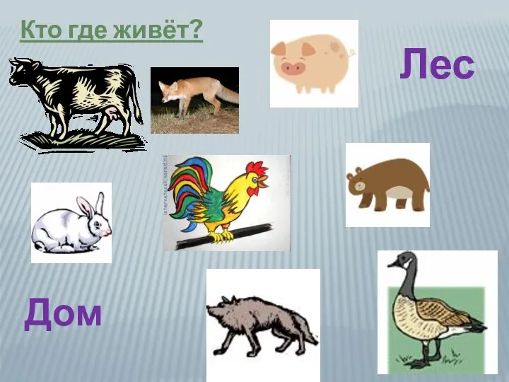 Кто где живёт? Лес Дом